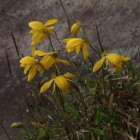 Ipsea speciosa Lindl.